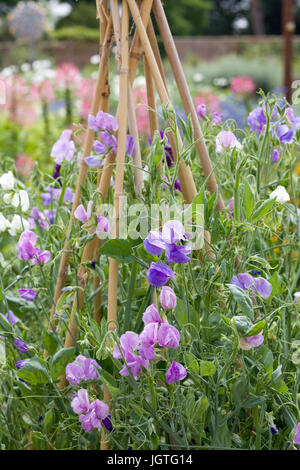 Platterbse man. Sweet Pea Blumen Hinterkante herum Bambusstangen in einem Garten Stockfoto