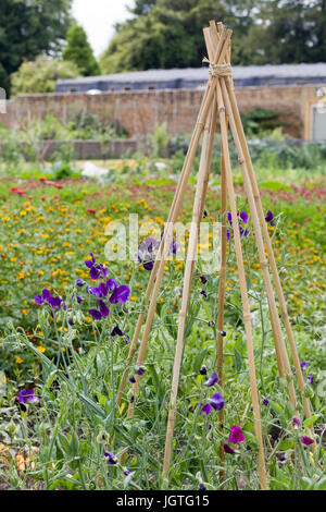 Platterbse man. Sweet Pea Blumen Hinterkante herum Bambusstangen in einem Garten Stockfoto