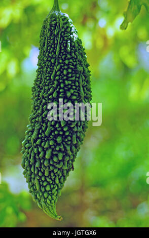 Goya Bittermelone (Momordica Charantia) Pflanze wächst in Okinawa, Japan Stockfoto