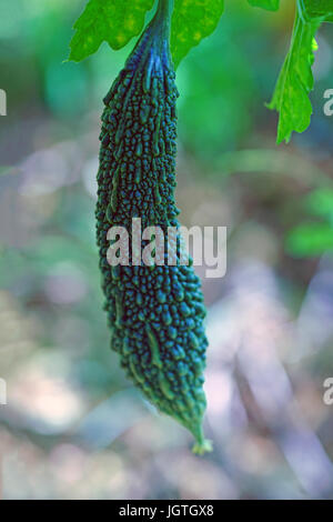 Goya Bittermelone (Momordica Charantia) Pflanze wächst in Okinawa, Japan Stockfoto