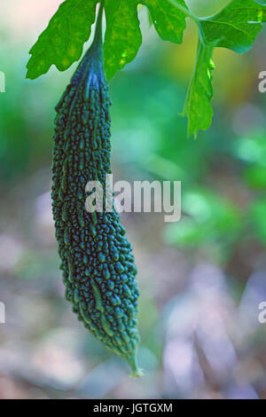 Goya Bittermelone (Momordica Charantia) Pflanze wächst in Okinawa, Japan Stockfoto