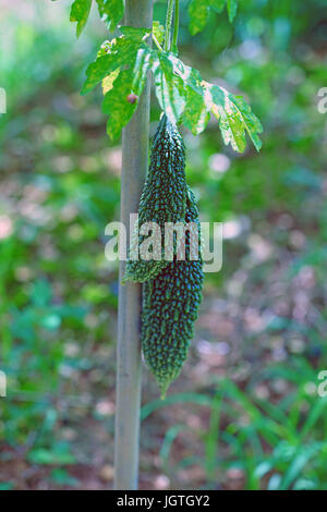 Goya Bittermelone (Momordica Charantia) Pflanze wächst in Okinawa, Japan Stockfoto