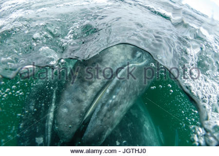 California Grauwal Kalb, Eschrichtius Robustus in San Ignacio Lagune. Stockfoto