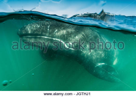 California Grauwal Kalb, Eschrichtius Robustus in San Ignacio Lagune. Stockfoto