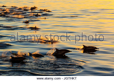 Langem Schnabel gemeine Delfine, Delphinus Capensis, Schwimmen in einem großen Pod bei Sonnenaufgang. Stockfoto