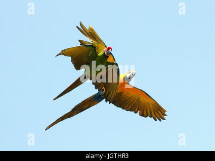 Südamerikanischen Soldatenara (Ara Militaris) fliegen schließen mit ein blau- und -Gold Aras (Ara Ararauna). Stockfoto