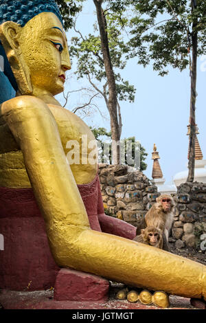 Affen nennen Swayambhunath Tempel zu Hause. Kathmandu, Nepal. Stockfoto