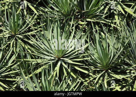 Detail, treibt der Kanarische Drachenbaum (Dracaena Draco) Bodega Rubicon, Weingut in La Geria, Lanzarote, Kanarische Inseln, Spanien, Europa Stockfoto