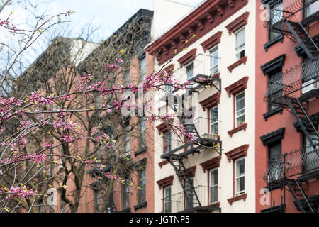 New York City Straßenszene mit bunt blühenden Baum Frühling und Hintergrund der alten Wohnhäuser Stockfoto