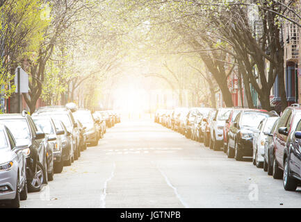 Parkende Autos auf einer sonnigen, von Bäumen gesäumten Straße in New York City Stockfoto