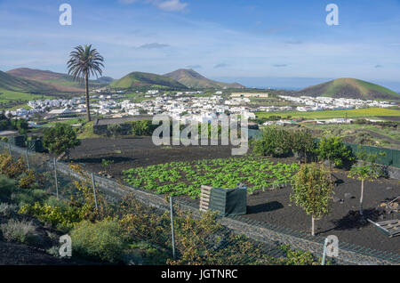 Typische cabnarian white cube Häuser im Dorf Uga, Insel Lanzarote, Kanarische Inseln, Spanien, Europa Stockfoto