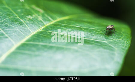 Schwarze Fliege mit dunklen Augen auf einem Blatt Stockfoto