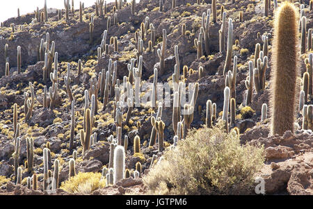 Salar von Uyuni, Wüste Lipez, Abteilung von Potosi, Sud Lipez Provinz, La Paz, Bolívia Stockfoto