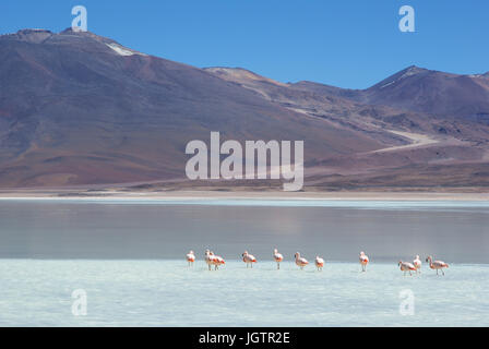 Laguna Blanca - Reserva Nacional de Fauna Andina Eduardo Abaroa - Deserto tun Lipez - Departamento de Potosi - Provincia Sud Lipez - Bolivien ATENÇÃO: N Stockfoto