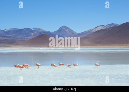 Laguna Blanca - Reserva Nacional de Fauna Andina Eduardo Abaroa - Deserto tun Lipez - Departamento de Potosi - Provincia Sud Lipez - Bolivien ATENÇÃO: N Stockfoto