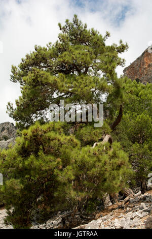 Die türkische Kiefer wächst rund um die Mittelmeerküste wie hier vor der südwestlichen Küste von Kreta. Stockfoto