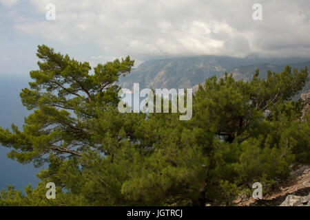 Die türkische Kiefer wächst rund um die Mittelmeerküste wie hier vor der südwestlichen Küste von Kreta. Stockfoto