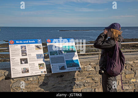 Weibliche Touristen mit dem Fernglas suchen Riesenhaie, Seehunde und Vögel am Hafen in Castletown auf der Isle of Man. Stockfoto