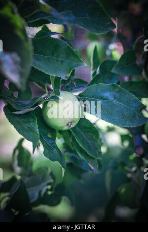 Grüner Apfel wächst auf dem Baum Stockfoto