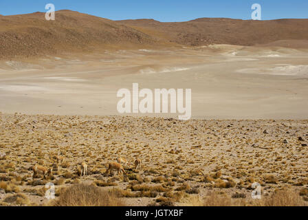 Atacama-Wüste, Region Antofagasta, Santiago, Chile Stockfoto