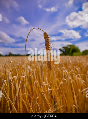 Gerstenfeld im Sommer Stockfoto