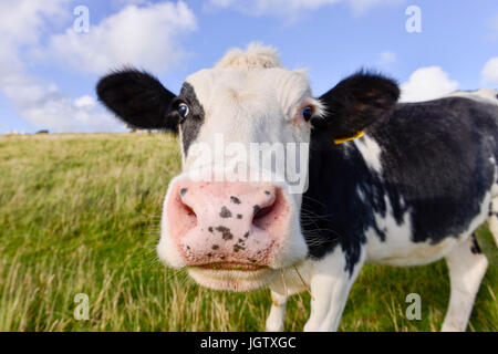 Kuh aus nächster Nähe Stockfoto