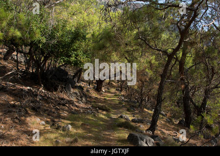 Die türkische Kiefer wächst rund um die Mittelmeerküste wie hier Iabove der Südwesten Kretas.  Kalabrische - Kiefer Wächst in Den starke sterben Stockfoto