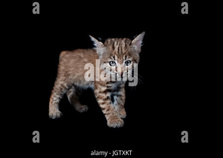 Baby Bobcat Kätzchen isoliert auf Schwarz in die Kamera schaut. Stockfoto