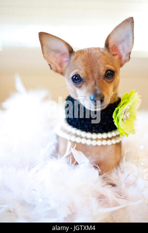 Kleine Chihuahua Hund mit Perlen und eine grüne Blume Kragen sitzt in einem Bett aus weißen Federn in die Kamera schaut. Stockfoto