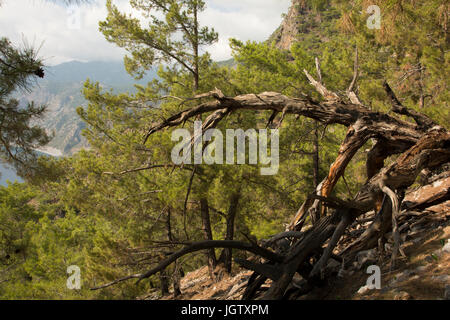 Die türkische Kiefer wächst rund um die Mittelmeerküste wie hier vor der südwestlichen Küste von Kreta. Stockfoto