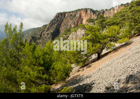 Die türkische Kiefer wächst rund um die Mittelmeerküste wie hier vor der südwestlichen Küste von Kreta. Stockfoto