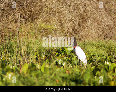 Tuiuiu oder Jaburu, Jabiru Storch, Jabiru Mycteria Pantanal Mato Grosso do Sul, Brasilien ATENÇÃO: NÃO PODEMOS REPRESENTAR ESSA IMAGEM FORA DA Amerika LA Stockfoto