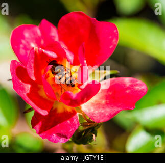 Rote Miniatur rose Blume mit Biene Stockfoto