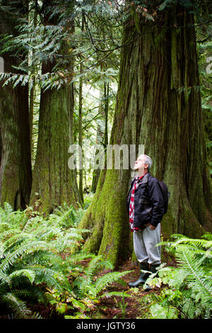 MacMillan Provincial ist Park eine Provinz in der Nähe von Port Alberni auf Vancouver Island in British Columbia, Kanada. Stockfoto