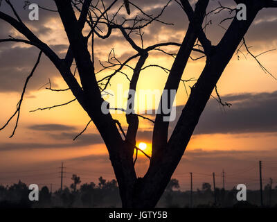Blick auf einen Sonnenaufgang durch Äste eines Baumes Silhouette Stockfoto