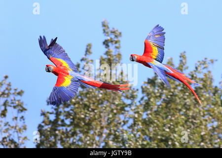 Männliche und weibliche südamerikanische hellroten Aras (Ara Macao) im Flug. Stockfoto