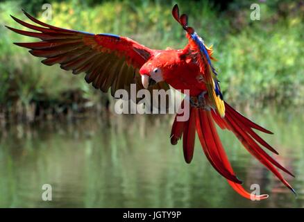 South American hellroten Aras (Ara Macao) im Flug, kommend in Richtung der Kamera Flügel ausgestreckt. Stockfoto
