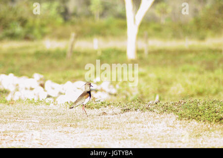 Ich will-will, südlichen Kiebitz, Vanellus Chilensis, Pantanal, Mato Grosso Do Sul, Brasilien Stockfoto