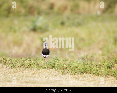 Ich will-will, südlichen Kiebitz, Vanellus Chilensis, Pantanal, Mato Grosso Do Sul, Brasilien Stockfoto