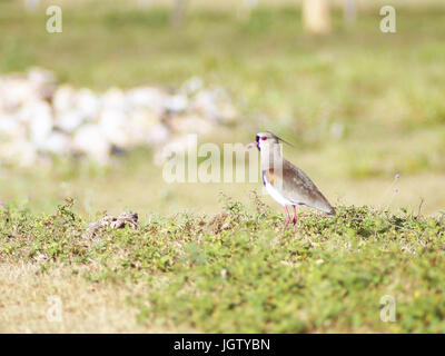 Ich will-will, südlichen Kiebitz, Vanellus Chilensis, Pantanal, Mato Grosso Do Sul, Brasilien Stockfoto