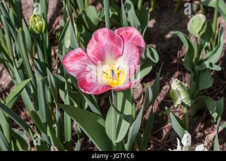 Nahaufnahme von Tulip 'Tulipa Flaming Purissima' Stockfoto