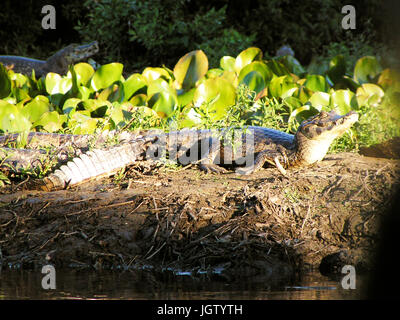 Alligator, Natur, Pantanal, Mato Grosso do Sul, Brasilien Stockfoto