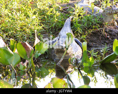 Alligator, Natur, Pantanal, Mato Grosso do Sul, Brasilien Stockfoto