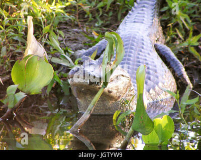 Alligator, Natur, Pantanal, Mato Grosso do Sul, Brasilien Stockfoto