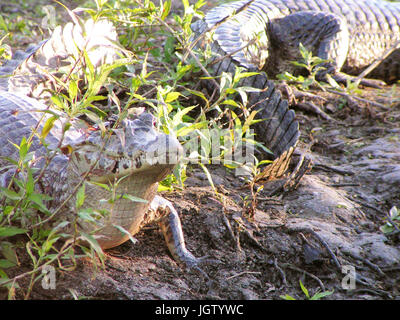 Alligator, Natur, Pantanal, Mato Grosso do Sul, Brasilien Stockfoto