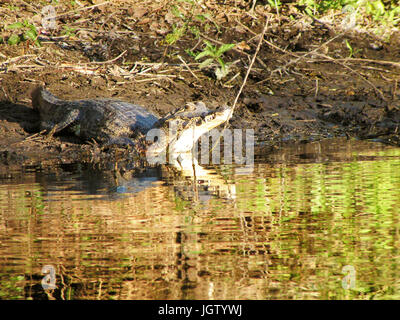 Alligator, Natur, Pantanal, Mato Grosso do Sul, Brasilien Stockfoto