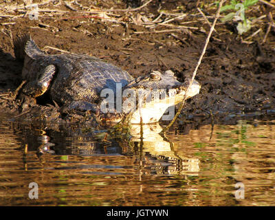 Alligator, Natur, Pantanal, Mato Grosso do Sul, Brasilien Stockfoto