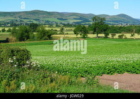 Kartoffel Bereich Kasse Tal, Northumberland Stockfoto