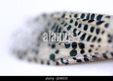 Leopard moth Flügel Stockfoto