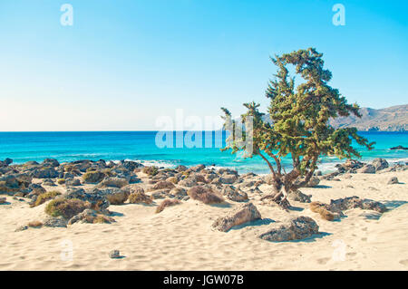 alten Wacholder auf wilden felsigen Strand des Kedrodasos vom Mittelmeer an sonnigen Sommertag, Kreta, Griechenland Stockfoto